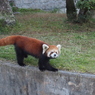 レッサーパンダ