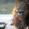 百獣の王のてへぺろ