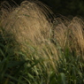 秋の野花　ススキ