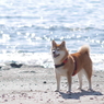浜辺にて