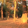 夕焼けの公園