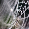 SPIDER'S JEWELRY 1