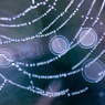 SPIDER'S JEWELRY 7