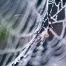 SPIDER'S JEWELRY 11