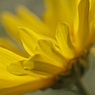 庭の菊10