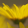 庭の菊12