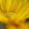 庭の菊13