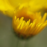 庭の菊14