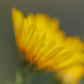 庭の菊15