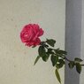 薔薇一輪