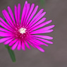 線香花火。