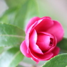 山茶花