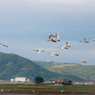 白鳥の飛ぶ風景