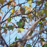 職場近くで見かけた鳥
