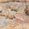 ハタタテハゼシノビハゼ