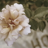アンティークな薔薇