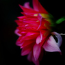 Perplexity