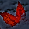雪降り積もる