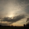 コスモスと夕景