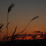 ・紅い夕焼　と　すすき・