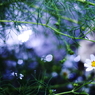 夢想花
