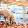 紅葉犬