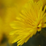 Yellow chrysanthemum　2