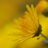 Yellow chrysanthemum　3
