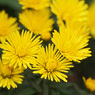 Yellow chrysanthemum　4