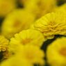 Yellow chrysanthemum　5