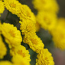 Yellow chrysanthemum　6