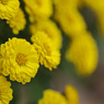 Yellow chrysanthemum　7
