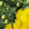 Yellow chrysanthemum　8