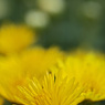Yellow chrysanthemum　10