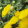 Yellow chrysanthemum　11