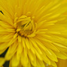 Yellow chrysanthemum　12