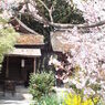 美しき京都御苑...