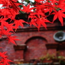 水路閣の紅葉