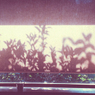 oneday
