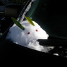 雪うさぎ