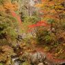 鳩の巣渓谷の紅葉_007
