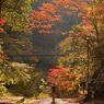鳩の巣渓谷の紅葉_008