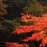 鳩の巣渓谷の紅葉_009