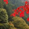 鳩の巣渓谷の紅葉_010