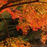 鳩の巣渓谷の紅葉_011