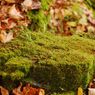鳩の巣渓谷の紅葉_013