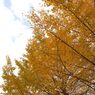 鳩の巣渓谷の紅葉_017
