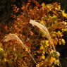 鳩の巣渓谷の紅葉_020