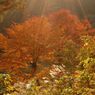 鳩の巣渓谷の紅葉_021