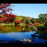 昭和記念公園2